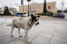 Мэр греческого города платит 1000 евро за поимку догхантера