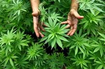 В Греции начали выдавать лицензии на выращивание марихуаны